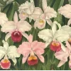 🌸