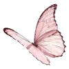 🦋
