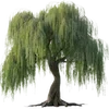 🌳