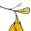 🍁