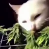 🌿