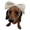 🐶