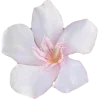 🌸