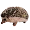🦔