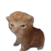 🐈