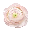 🌸