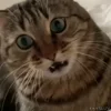 😠