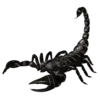 🦂