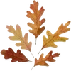 🍂