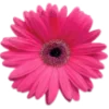 🌸