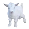 🐐
