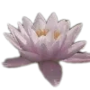 🌸