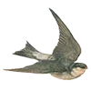 🕊
