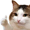 🐱