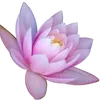 🪷