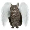 🐈‍⬛
