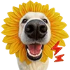 🌻