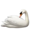🦢