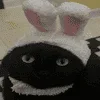 🐰