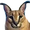 😼