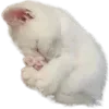 🤍