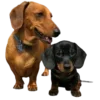 🐶