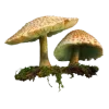 🍄‍🟫