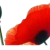 🌺