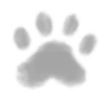 🐾