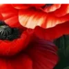 🌺