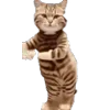 🕺
