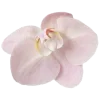 🌸