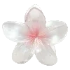 🌸