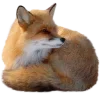🦊