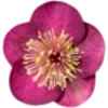 🌺