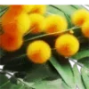 🌼