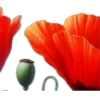 🌺