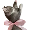🎀