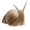 🐌