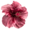 🌸