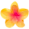 🌼