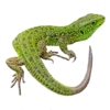 🦎
