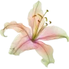 🌺