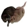 ☯️