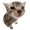 🐱