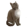 🐈