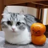 🍊