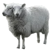 🐑