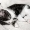 💤