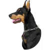 🐶